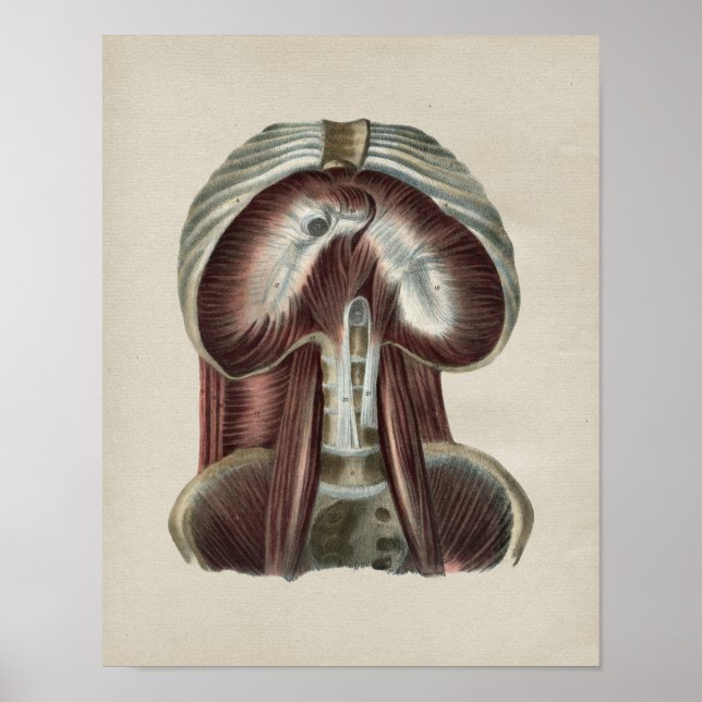 Diafragma Muscle Human Anatomy Vintage Print Poster (Framsidan)