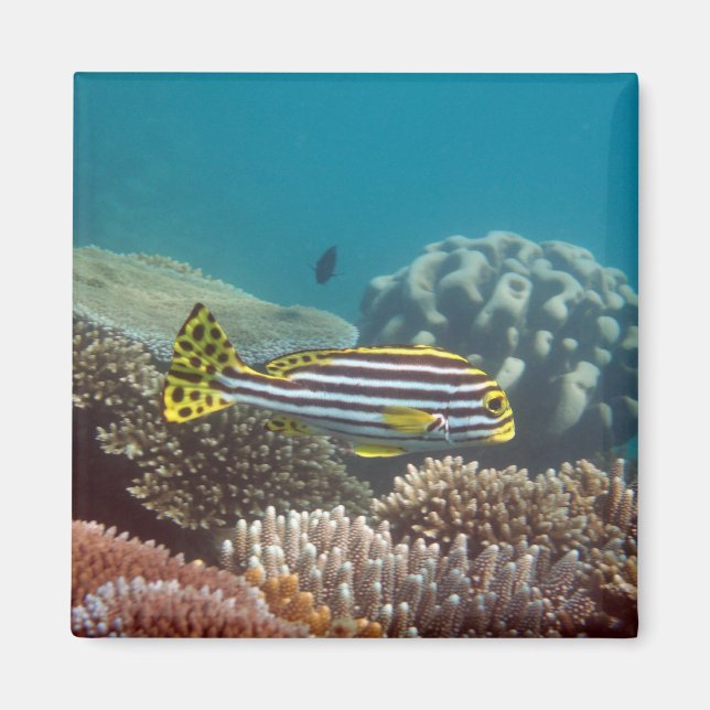 Diagonal Banded Sweetlip (Plectorhinchus lineatus) Magnet (Framsidan)