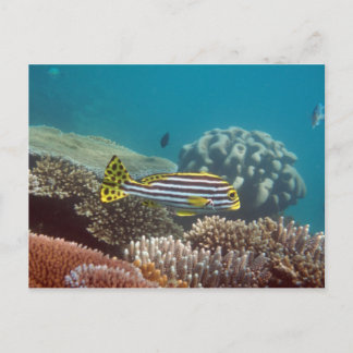 Diagonal Banded Sweetlip (Plectorhinchus lineatus) Vykort