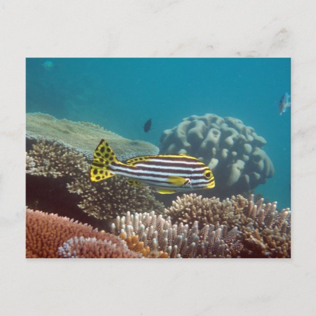 Diagonal Banded Sweetlip (Plectorhinchus lineatus) Vykort (Framsida)