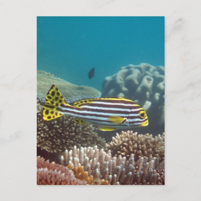 Diagonal satte band Sweetlip (den Plectorhinchus Vykort (Framsida)