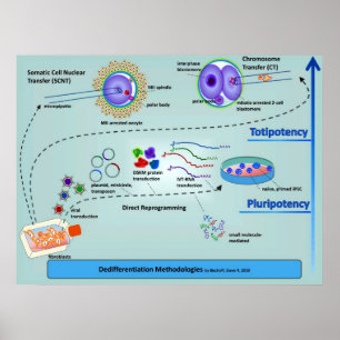 Diagram av cell- differentieringsmetoder poster