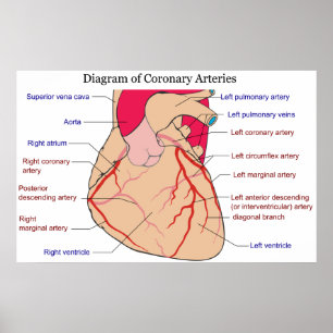 Diagram av de koronara artärerna av en poster