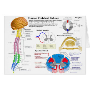 Diagram av den Vertebral kolonnen för människa Hälsningskort