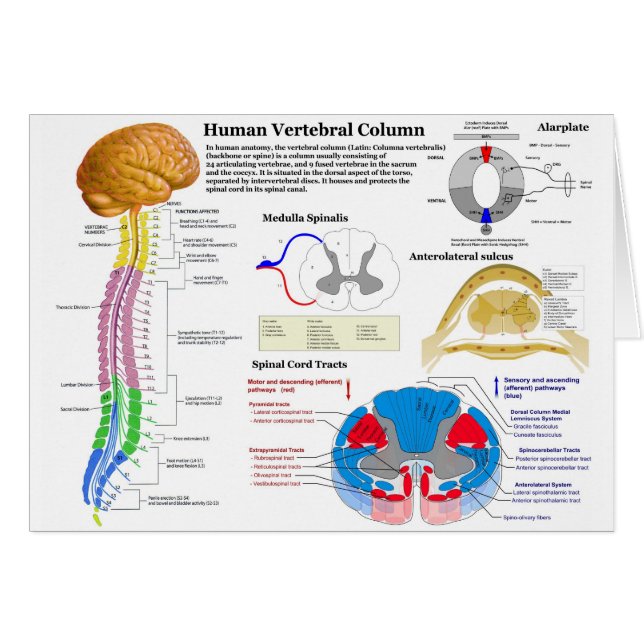 Diagram av den Vertebral kolonnen för människa Hälsningskort (Framsidan Horizontal)