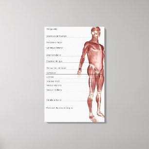 Diagram av det muskulösa systemet canvastryck