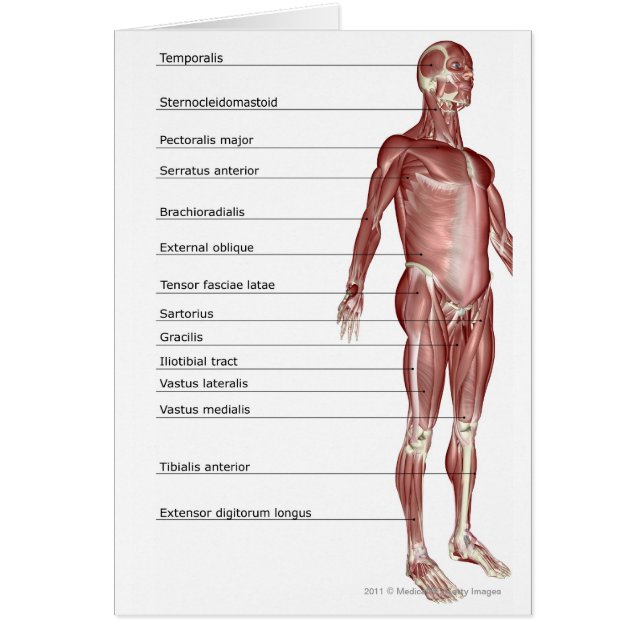 Diagram av det muskulösa systemet hälsningskort (Framsidan)
