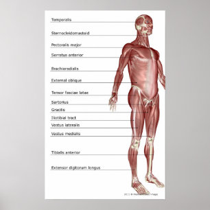 Diagram av det muskulösa systemet poster