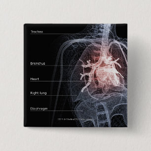 Diagram av det respiratoriska systemet och hjärta knapp