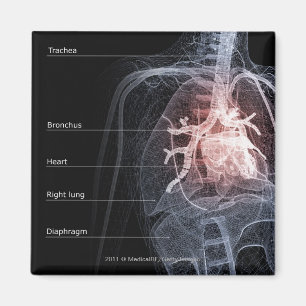 Diagram av det respiratoriska systemet och hjärta magnet