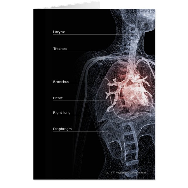 Diagram av det respiratoriska systemet och hjärtan hälsningskort (Framsidan)