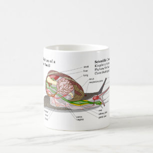 Diagram av en allmänningträdgårdsnigel kaffemugg