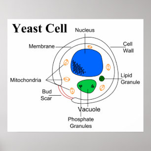 Diagram av en cell för jäst för poster