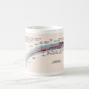Diagram av en Larva för art för havsLamprey Kaffemugg