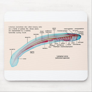 Diagram av en Larva för art för havsLamprey Musmatta