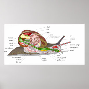 Diagram av en snigelspiralAspersa Mollusc Poster