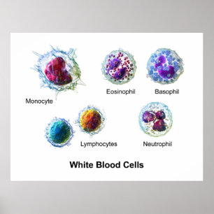 Diagram av Leukocytes för vitblodceller Poster