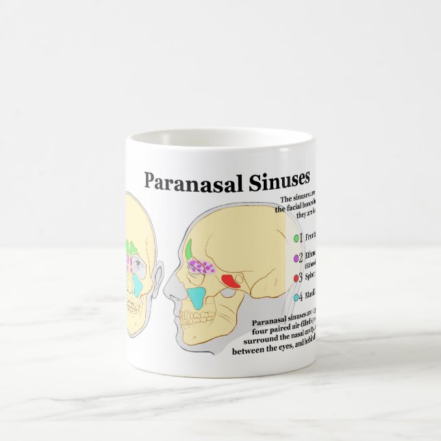 Diagram av människaParanasal Sinuses Kaffemugg (Center)