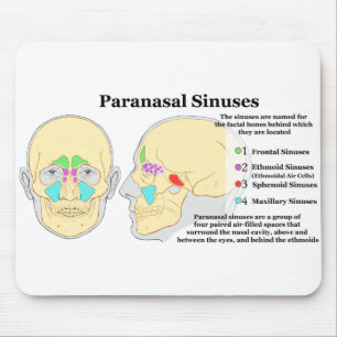 Diagram av människaParanasal Sinuses Musmatta
