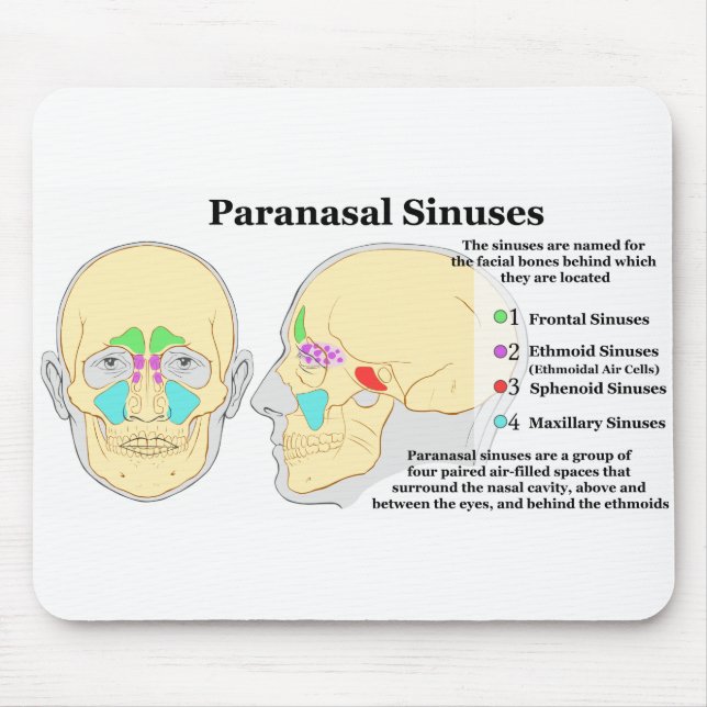 Diagram av människaParanasal Sinuses Musmatta (Framsidan)