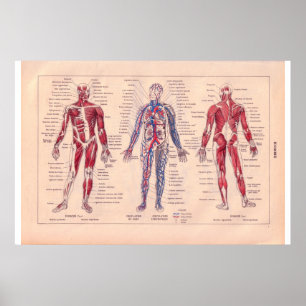 Diagram av människokroppen, fransk 1920 poster