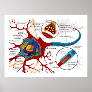 Diagram av Neuronsnervceller Poster