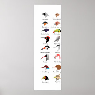 Diagram av olika fågelnäbbanpassningar poster