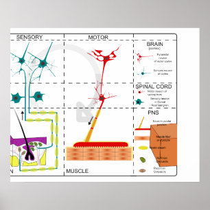Diagram av organisationen av nervsystemet poster
