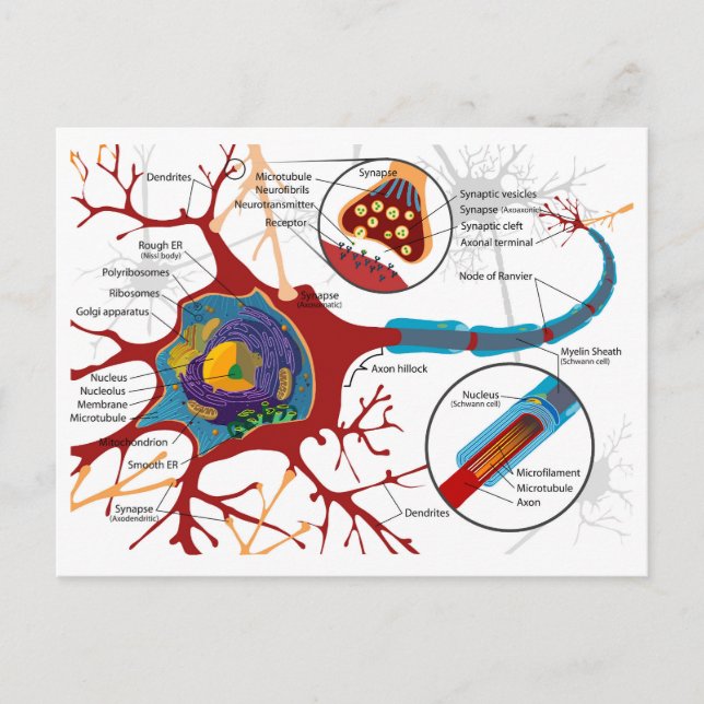 Diagram Complete Neuron Cell Nerve Nerve Nervous S Vykort (Framsida)