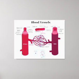 Diagram för åder för blodkärlartärCapillaries Canvastryck
