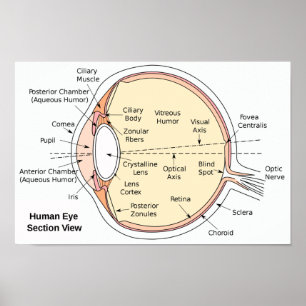 Diagram för boll för affischmänniskaöga Anatomical Poster