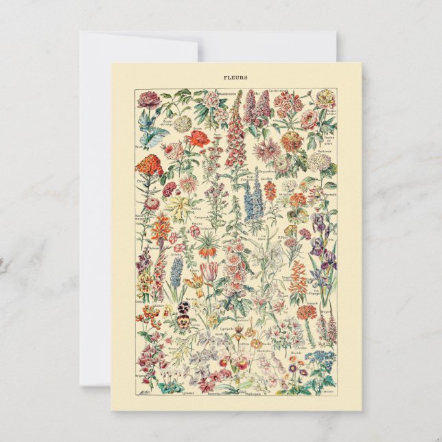  diagram för Fleurs Botanical Wildblome (Framsida)