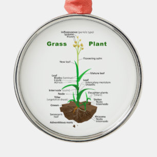 Diagram för gräsGraminoids växt Julgransprydnad Metall