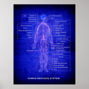 DIAGRAM FÖR HUMANNERVSYSTEM - BLUEPRINT POSTER