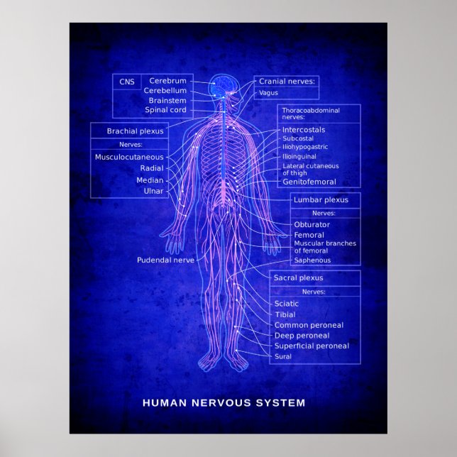 DIAGRAM FÖR HUMANNERVSYSTEM - BLUEPRINT POSTER (Framsidan)