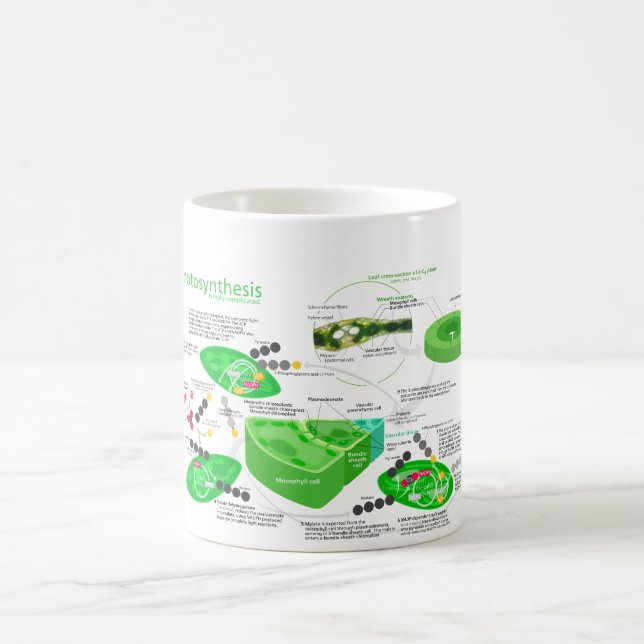 Diagram för Photosynthesis C4 Kaffemugg (Center)