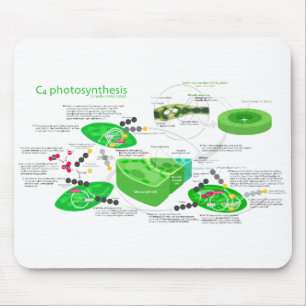 Diagram för Photosynthesis C4 Musmatta