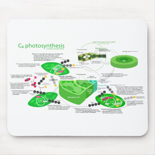 Diagram för Photosynthesis C4 Musmatta (Framsidan)