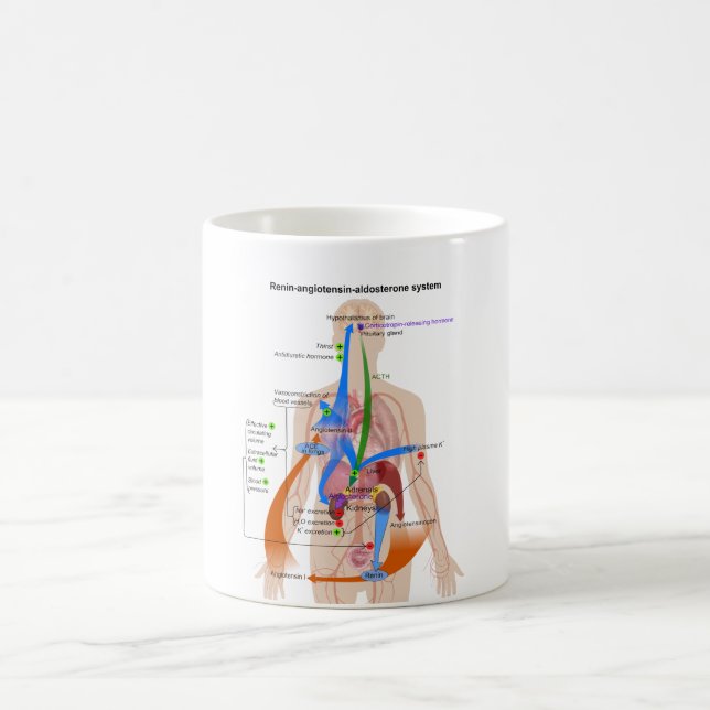 Diagram för ReninAngiotensin (RAS)system Kaffemugg (Center)