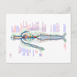 Diagram från vykort Humant cirkulationssystem Arte
