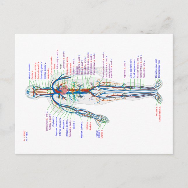 Diagram från vykort Humant cirkulationssystem Arte (Framsida)