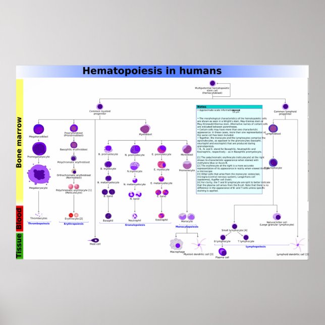 Diagram Hematopoes hos Poster humana stamceller (Framsidan)