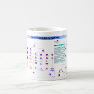 Diagram Hematopoes i humana stamceller Kaffemugg