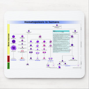 Diagram Hematopoes i humana stamceller Musmatta