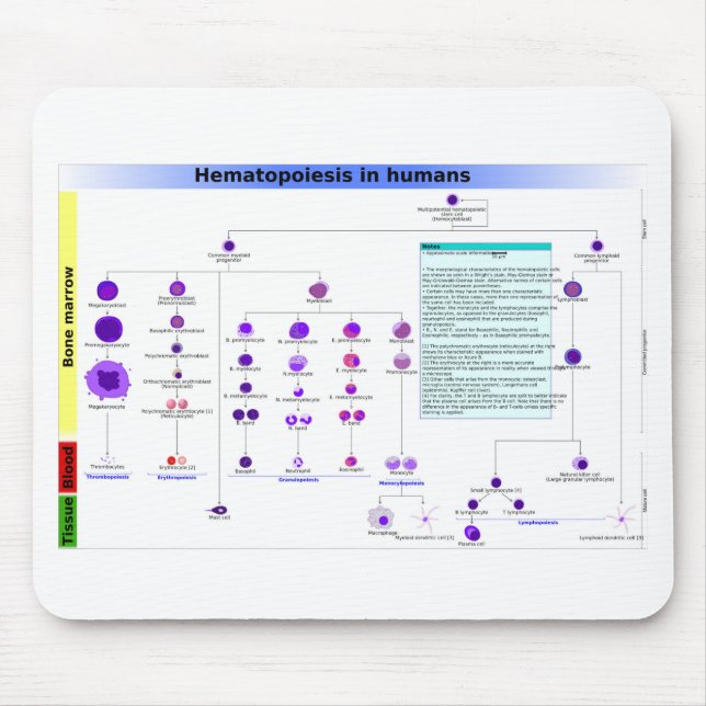 Diagram Hematopoes i humana stamceller Musmatta (Framsidan)