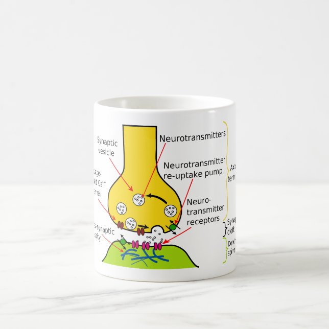 Diagram, hur nerven Signals överförs med Synapses Kaffemugg (Center)