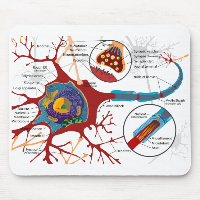 Diagram komplett neuroncell nerv nervös system  musmatta (Framsidan)