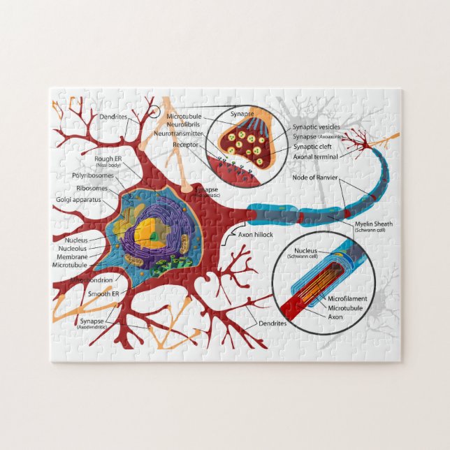 Diagram komplett neuroncell nerv nervös system  pussel (Horisontell)