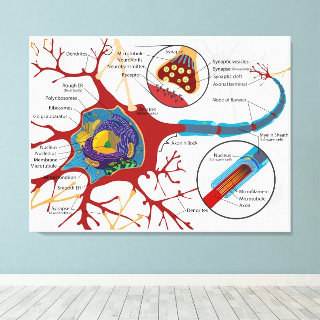 Diagram komplett neuroncell nerv nervsystem  canvastryck (Insitu (trägolv))