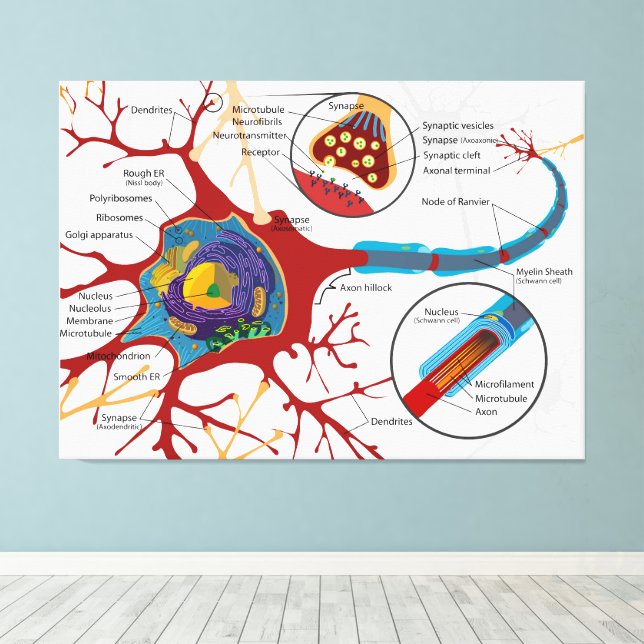Diagram komplett neuroncell nerv nervsystem  canvastryck (Insitu (trägolv))